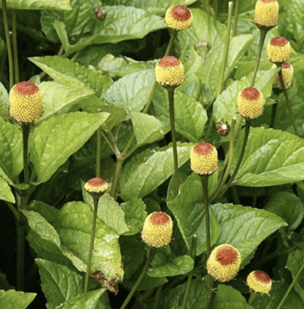 Spilanthes Plant (3.25" pot)